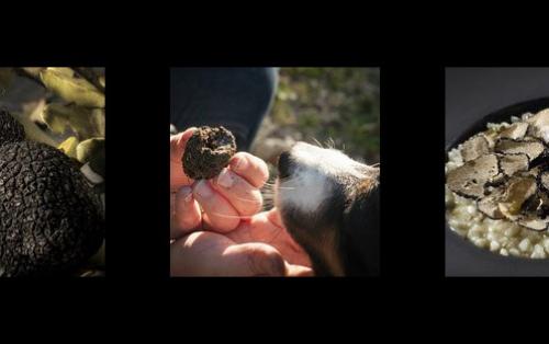 La saison de la Truffe au Clair de la Plume 