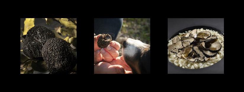 La saison de la Truffe au Clair de la Plume 