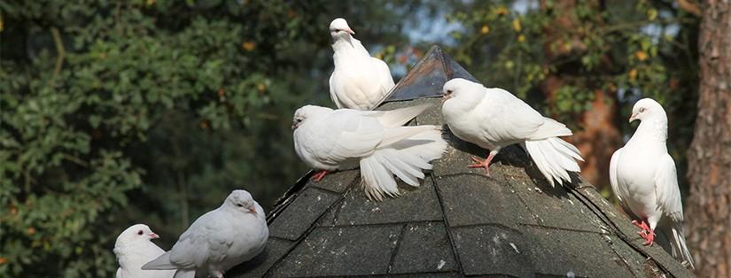 Focus sur un lieu magique : La Ferme au Colombier 