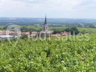 Vue d'un vignoble verdoyant avec une église au clocher pointu en arrière-plan, sous un ciel légèrement nuageux.