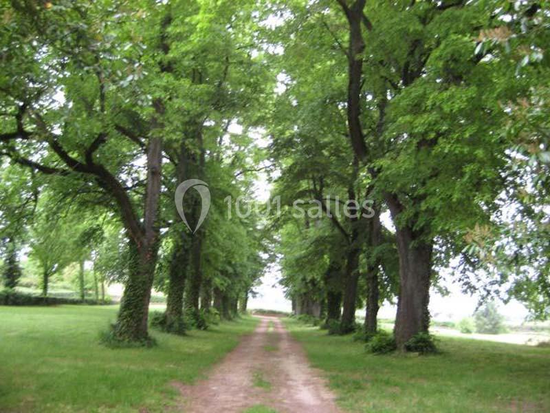 Chemin de terre bordé d'arbres verdoyants dans un paysage naturel calme.