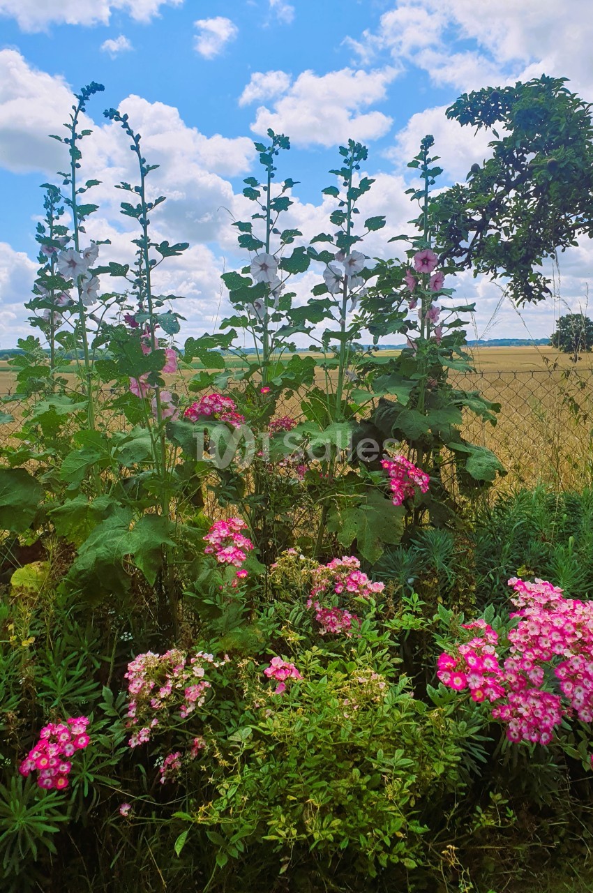 Fleurs roses et blanches poussant dans un jardin champêtre avec un champ doré et un ciel bleu en arrière-plan.