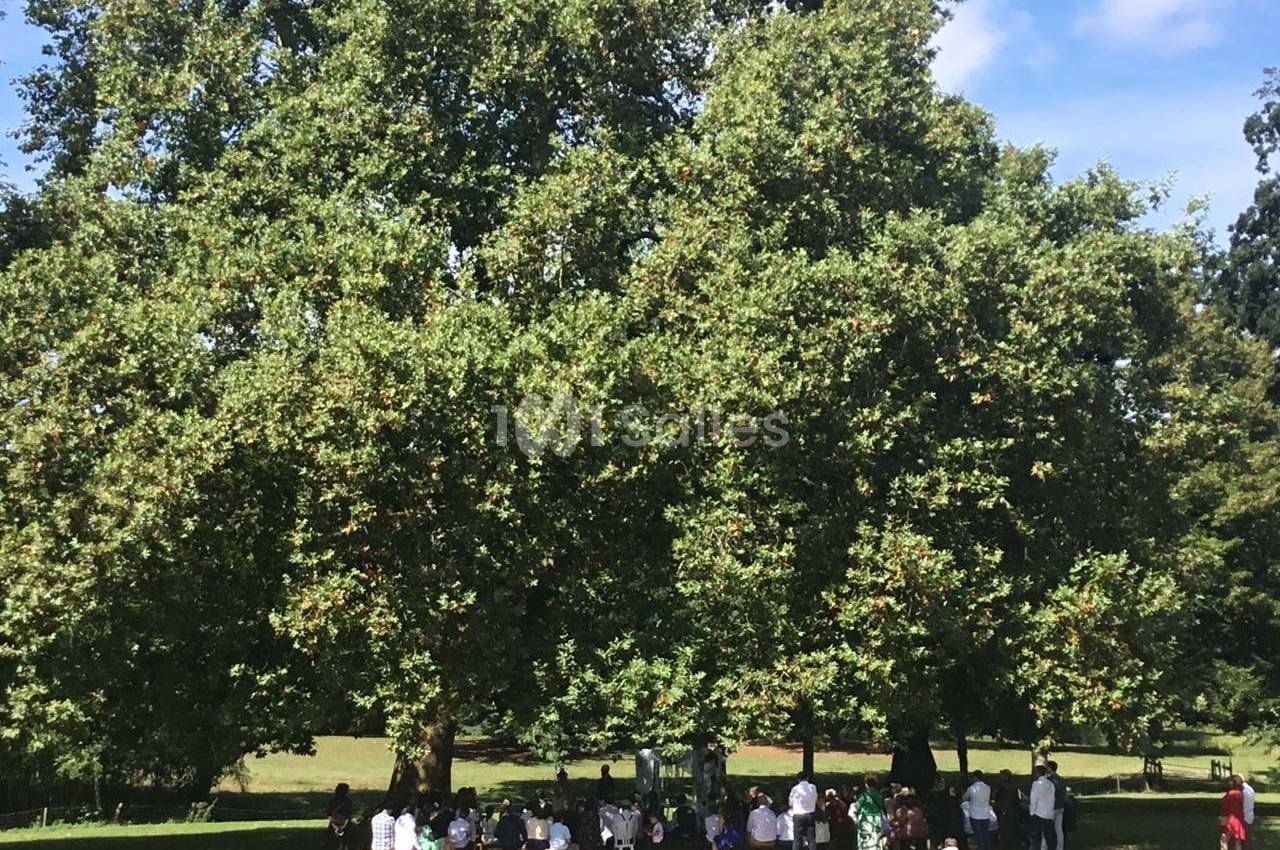 Un groupe de personnes rassemblées sous de grands arbres dans un parc par une journée ensoleillée.