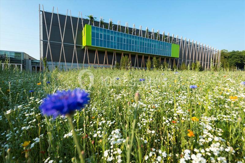 Champ fleuri avec des fleurs sauvages au premier plan et un bâtiment moderne à façade vitrée en arrière-plan.
