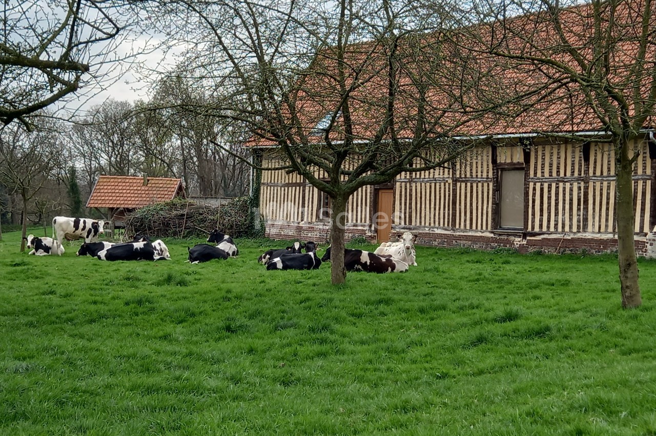 Vaches allongées sur une pelouse verte devant un bâtiment à colombages et des arbres sans feuilles.
