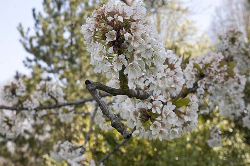 Haras de Bel Ebat - photo 2