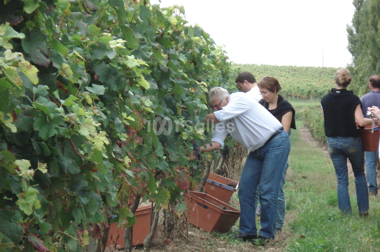 Des personnes récoltent des grappes de raisin dans une vigne, avec des seaux posés au sol.