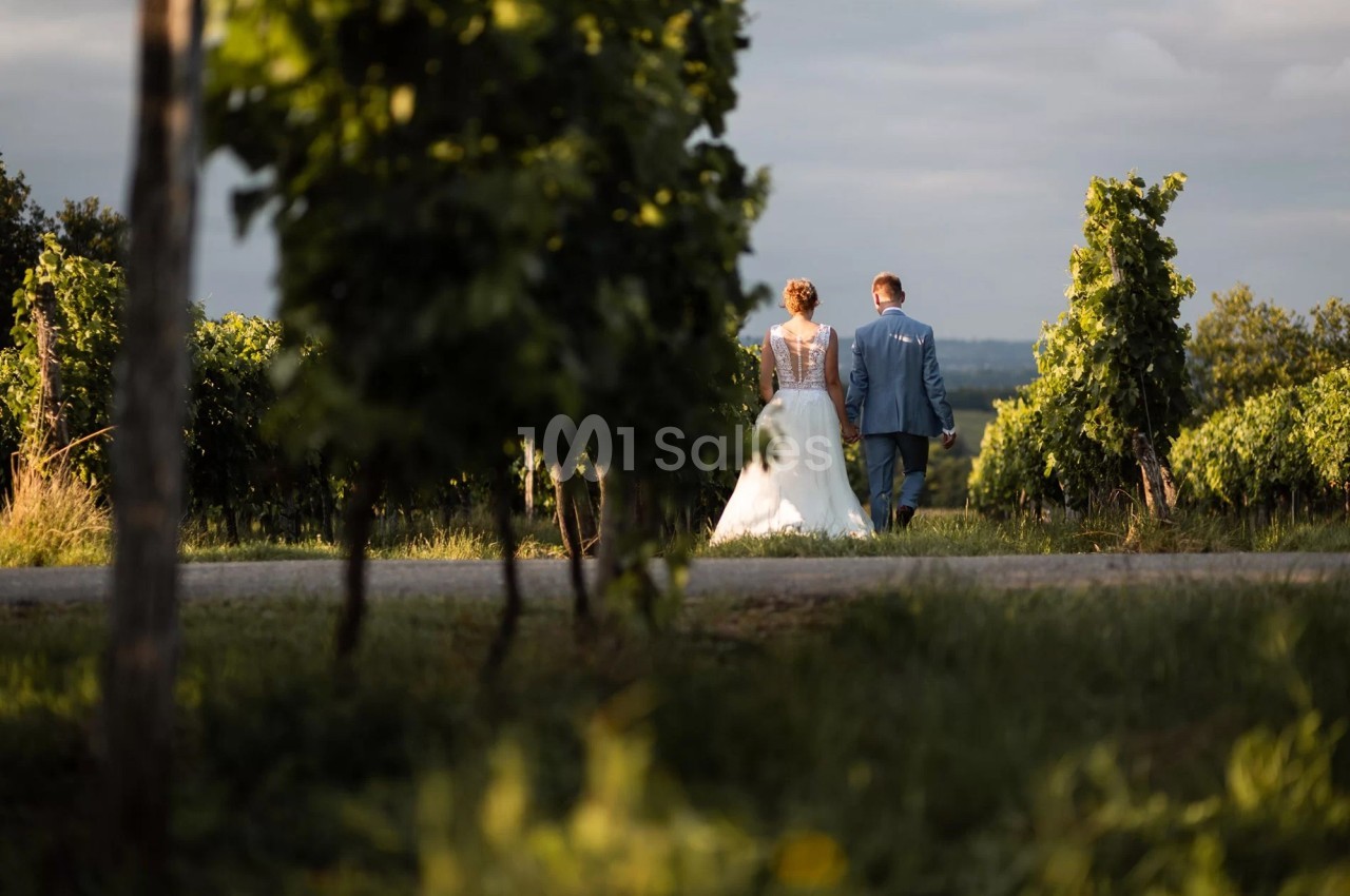 Un couple en tenue de mariage marche entre des rangées de vignes sous une lumière douce.