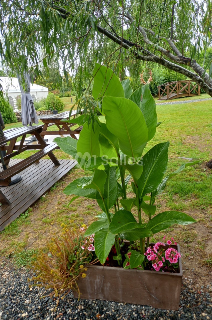 Plante verte dans un bac en bois entourée de fleurs colorées, placée près d'une terrasse en bois dans un jardin verdoyant.