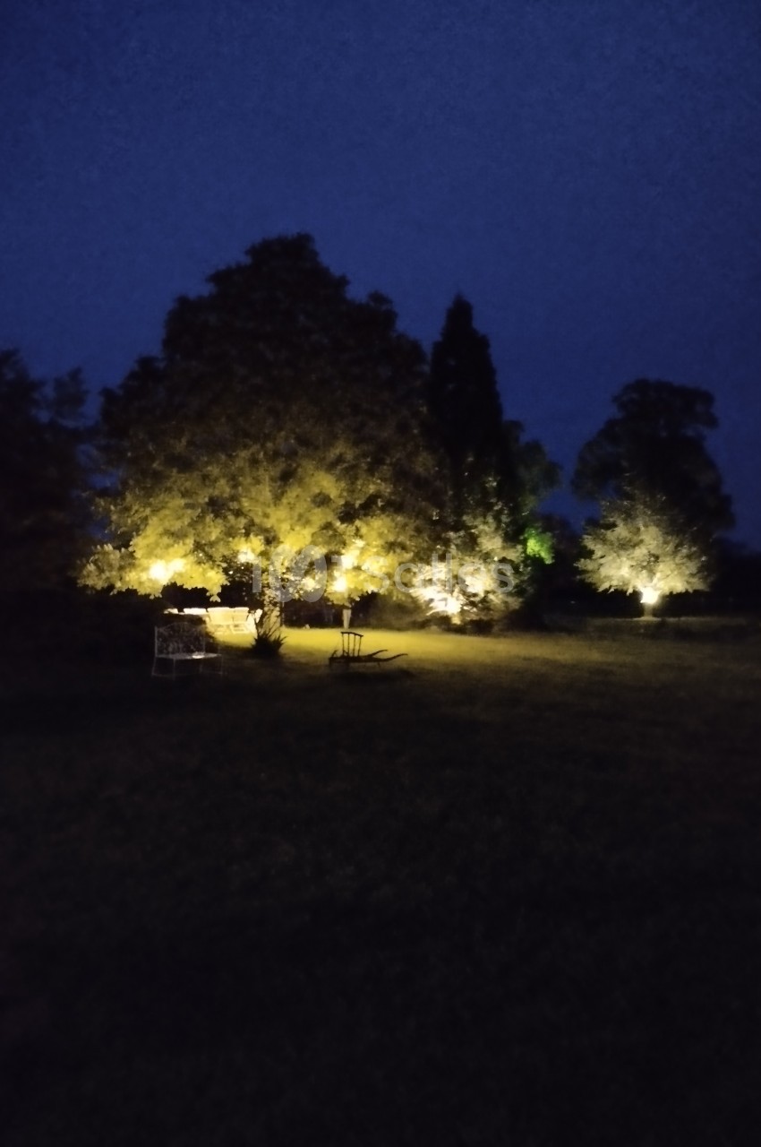Arbres illuminés par des lumières jaunes dans un jardin sombre, sous un ciel nocturne.