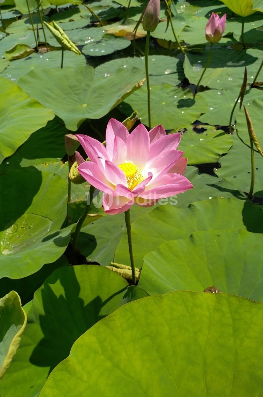 Fleur de lotus rose épanouie au milieu de larges feuilles vertes flottant sur l'eau.