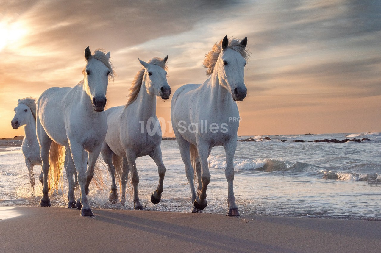 Quatre chevaux blancs galopent sur une plage au bord de l'eau, sous un ciel de coucher de soleil.