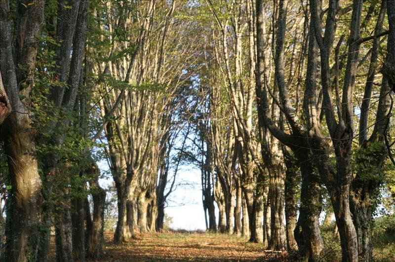 La Fourtonie - photo 3