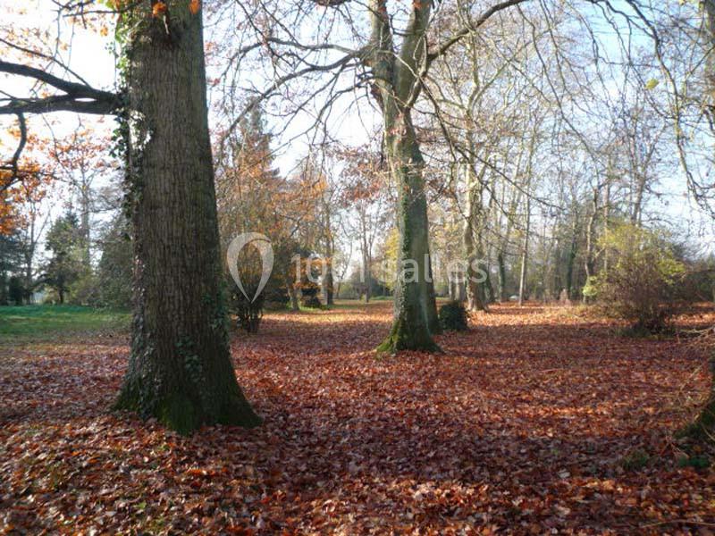 Sol couvert de feuilles mortes dans un parc arboré en automne, avec des arbres aux troncs imposants et un ciel dégagé.