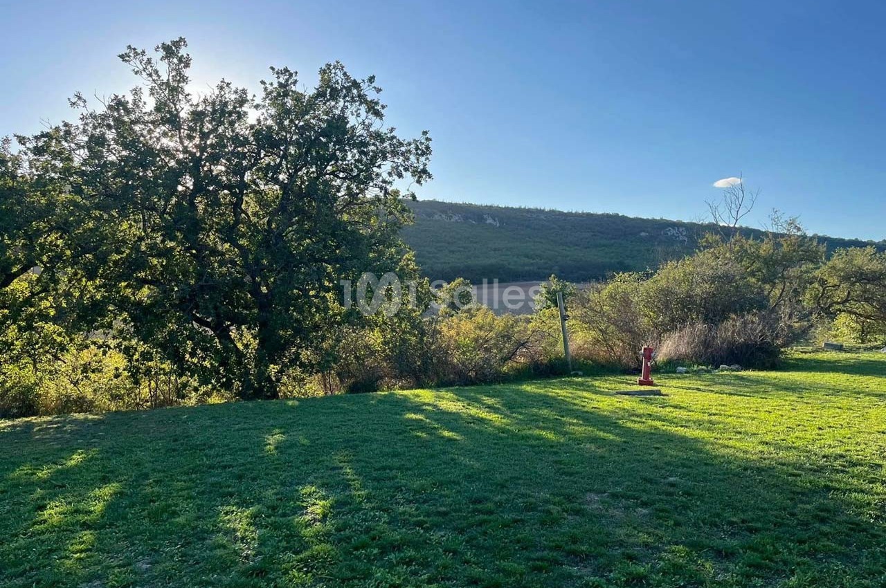 Arbre imposant sur une pelouse ensoleillée, avec des collines boisées en arrière-plan sous un ciel dégagé.