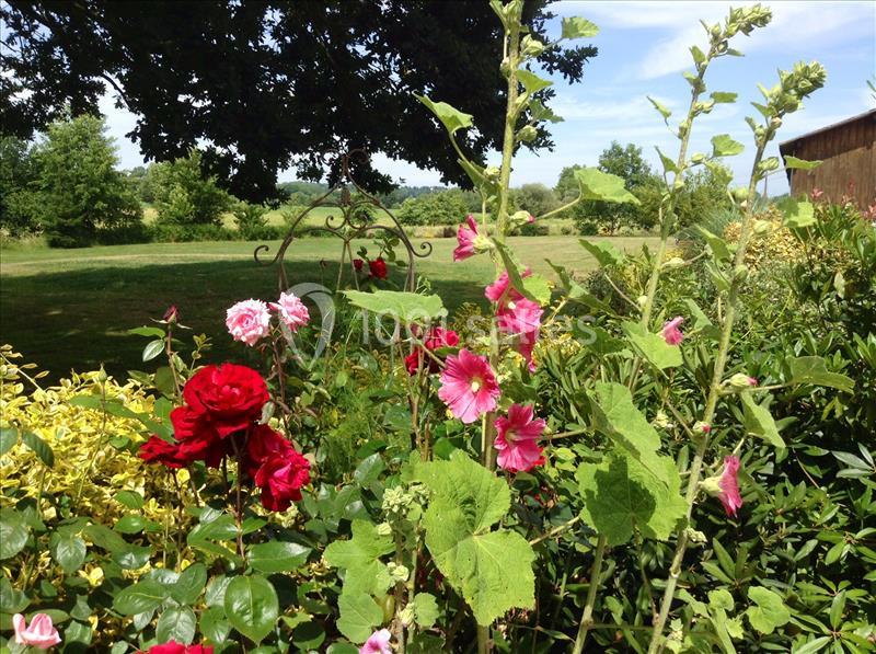 Massif de fleurs colorées, principalement des roses et des roses trémières, dans un jardin verdoyant sous un ciel dégagé.