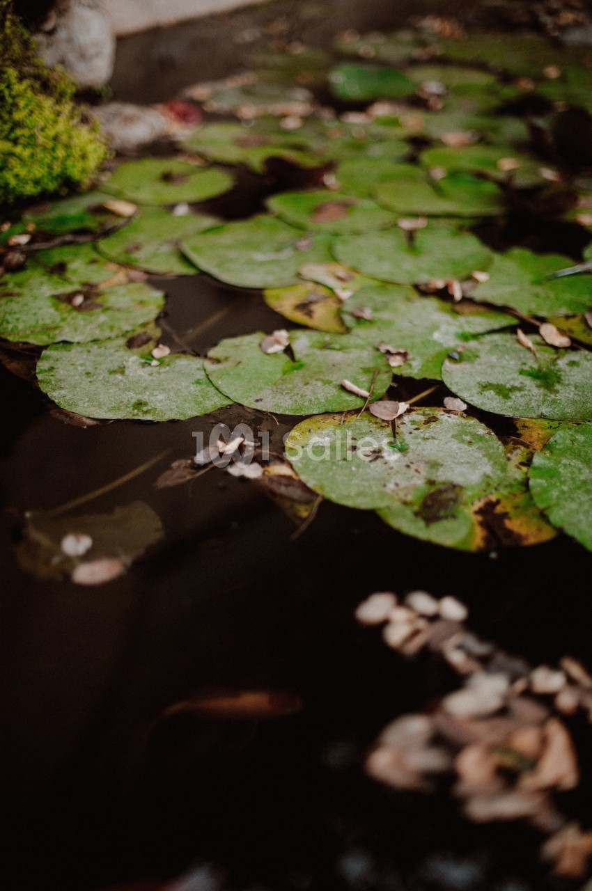 Nénuphars flottant à la surface d'une eau sombre, entourés de petites feuilles et débris végétaux.