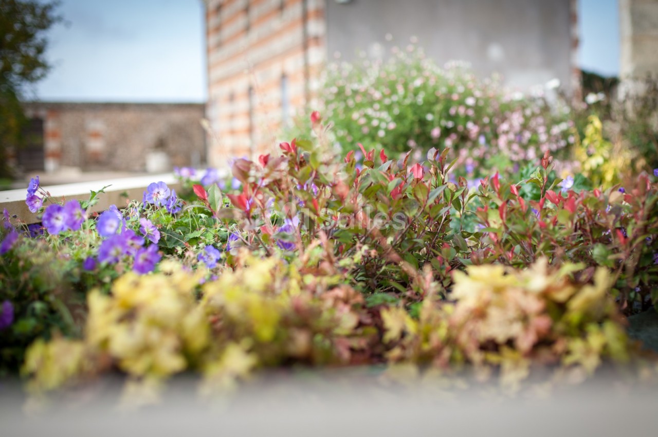 Massif de fleurs colorées avec des feuillages rouges et jaunes, devant un mur en briques et un bâtiment flou en arrière-plan.