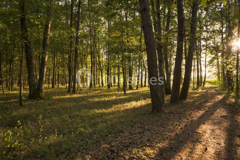 Forêt illuminée par le soleil couchant, avec des arbres espacés et un sentier couvert de feuilles au sol.