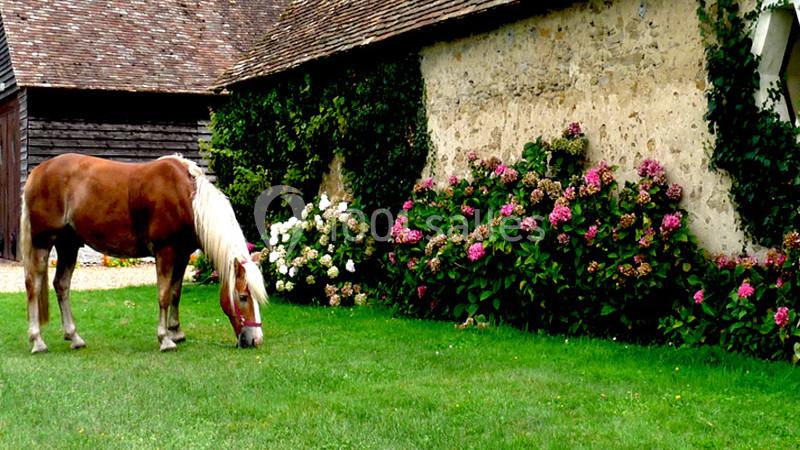 Un cheval brun à crinière claire broute de l'herbe devant un mur en pierre couvert de plantes et d'hortensias.