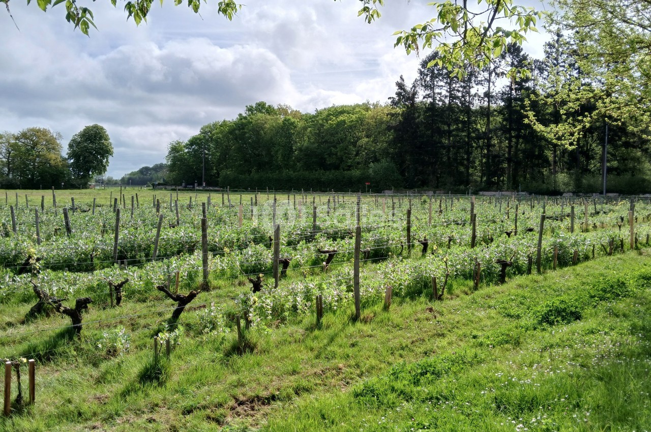 Vignes verdoyantes alignées dans un paysage rural, bordées d'arbres et sous un ciel partiellement nuageux.