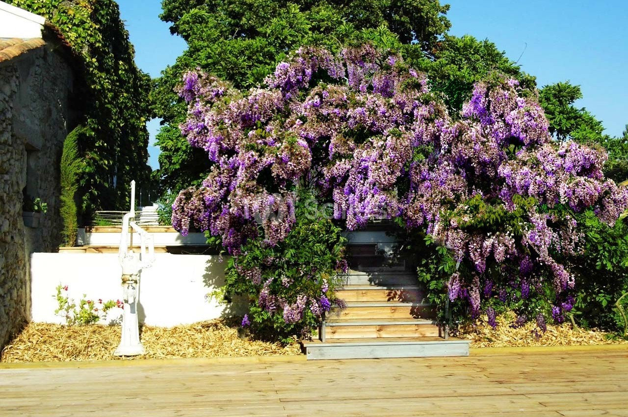 Escalier en bois entouré de glycines violettes en fleurs, avec un mur blanc et des arbres en arrière-plan.