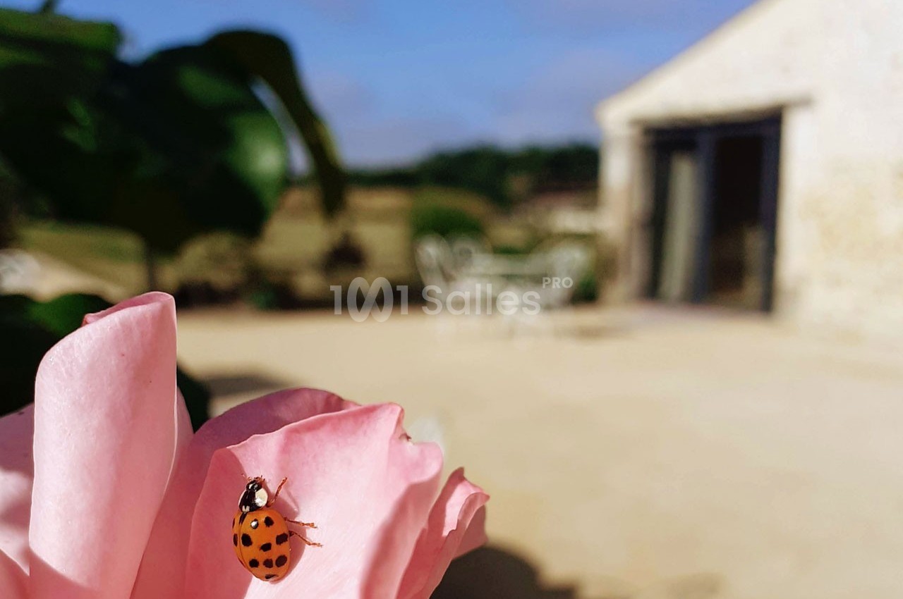 Coccinelle posée sur un pétale de rose rose, avec une terrasse et un bâtiment en arrière-plan flou.