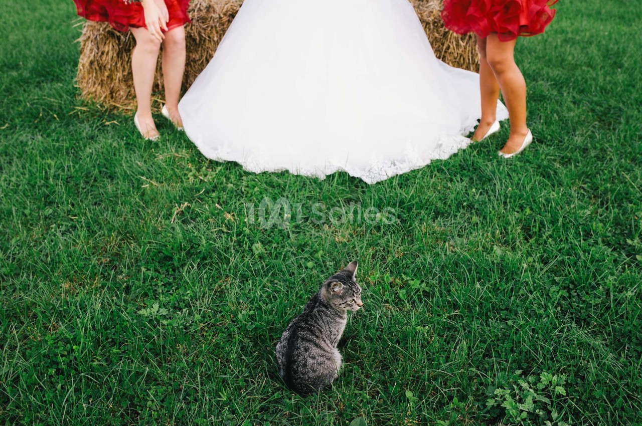 Un chat gris assis sur une pelouse verte devant deux personnes en robes, avec des bottes de foin en arrière-plan.