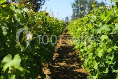 Rose Events - photo 4