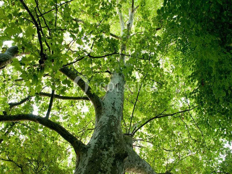 Vue en contre-plongée d'un arbre avec un tronc massif et un feuillage dense éclairé par la lumière naturelle.