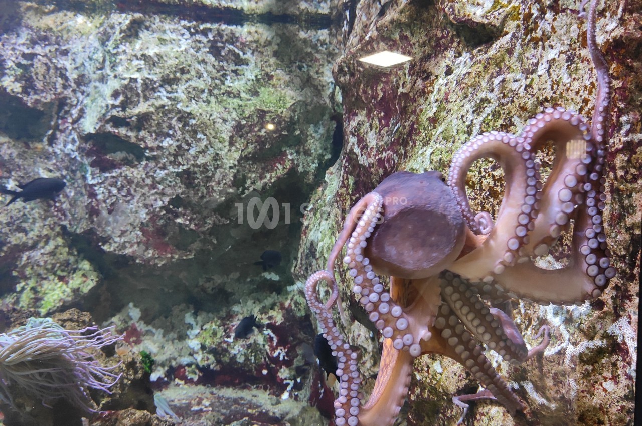 Poulpe aux tentacules déployés dans un aquarium, près de rochers couverts d'algues et entouré de petits poissons.