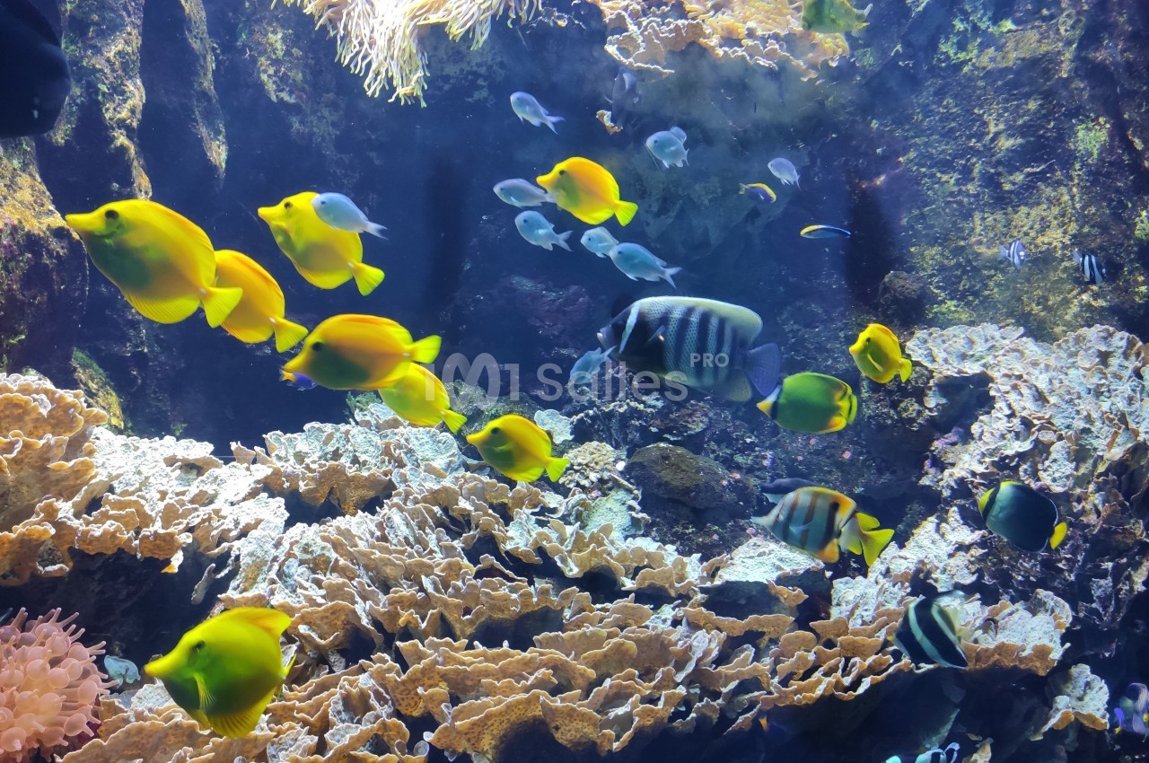 Poissons tropicaux multicolores nageant parmi des coraux dans un aquarium éclairé.