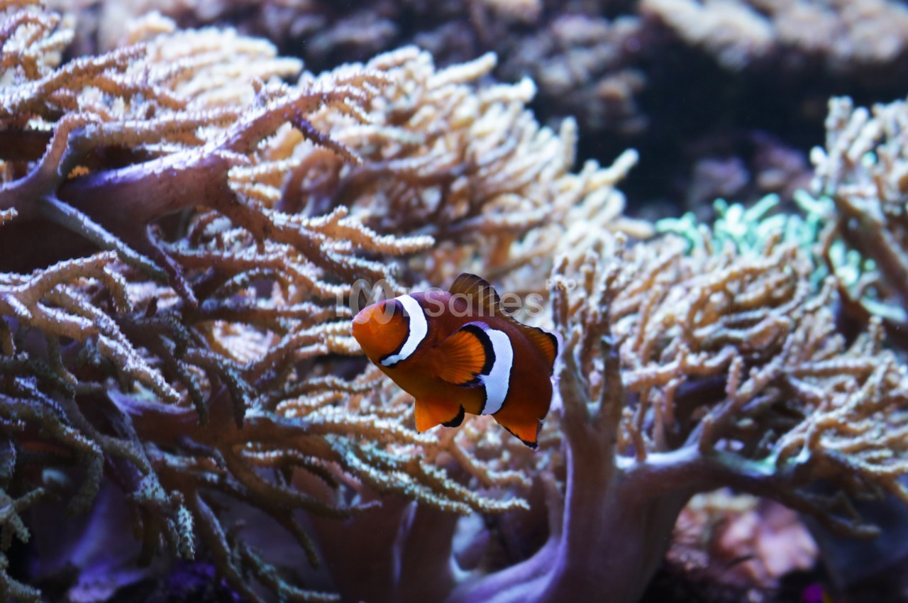 Poisson-clown nageant parmi des coraux aux formes ramifiées dans un environnement sous-marin lumineux.