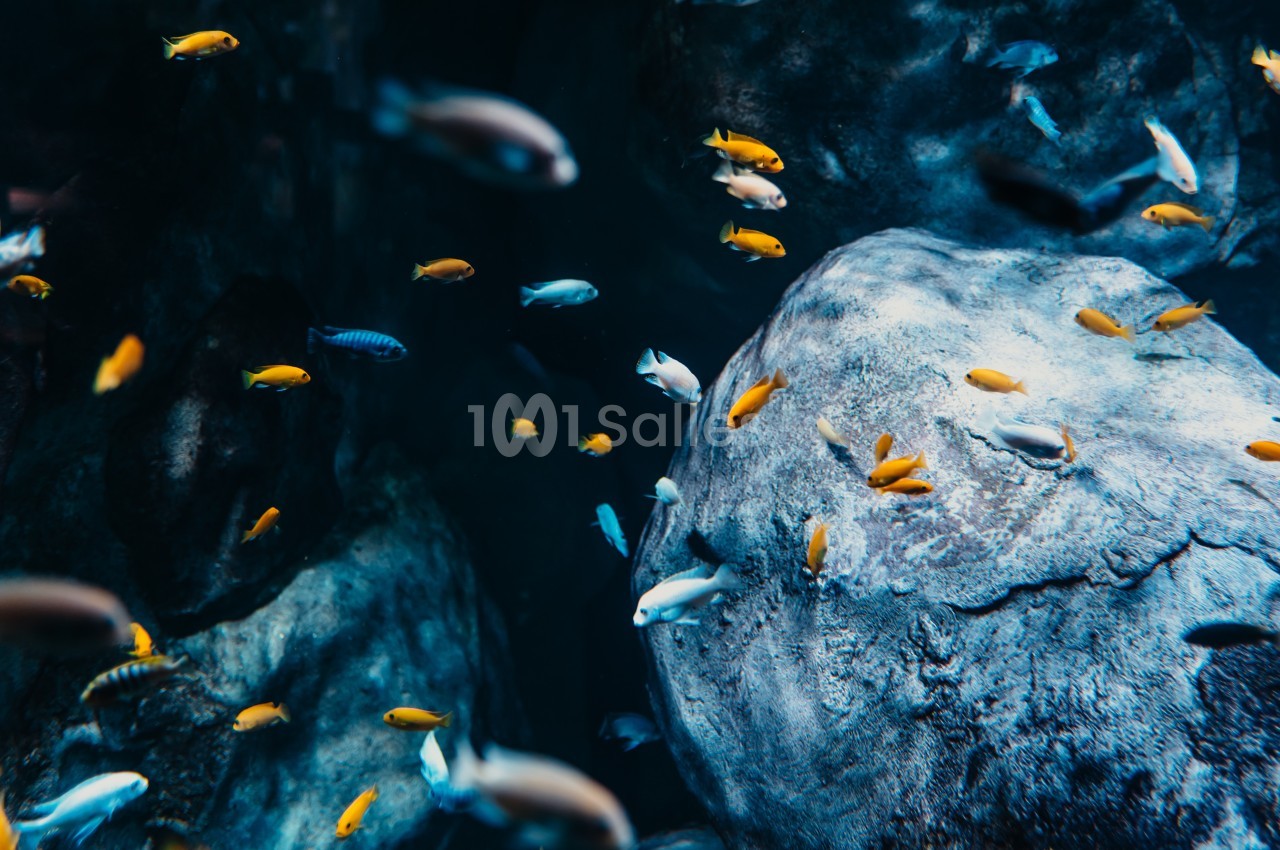 Poissons colorés nageant dans un aquarium sombre avec des rochers visibles en arrière-plan.