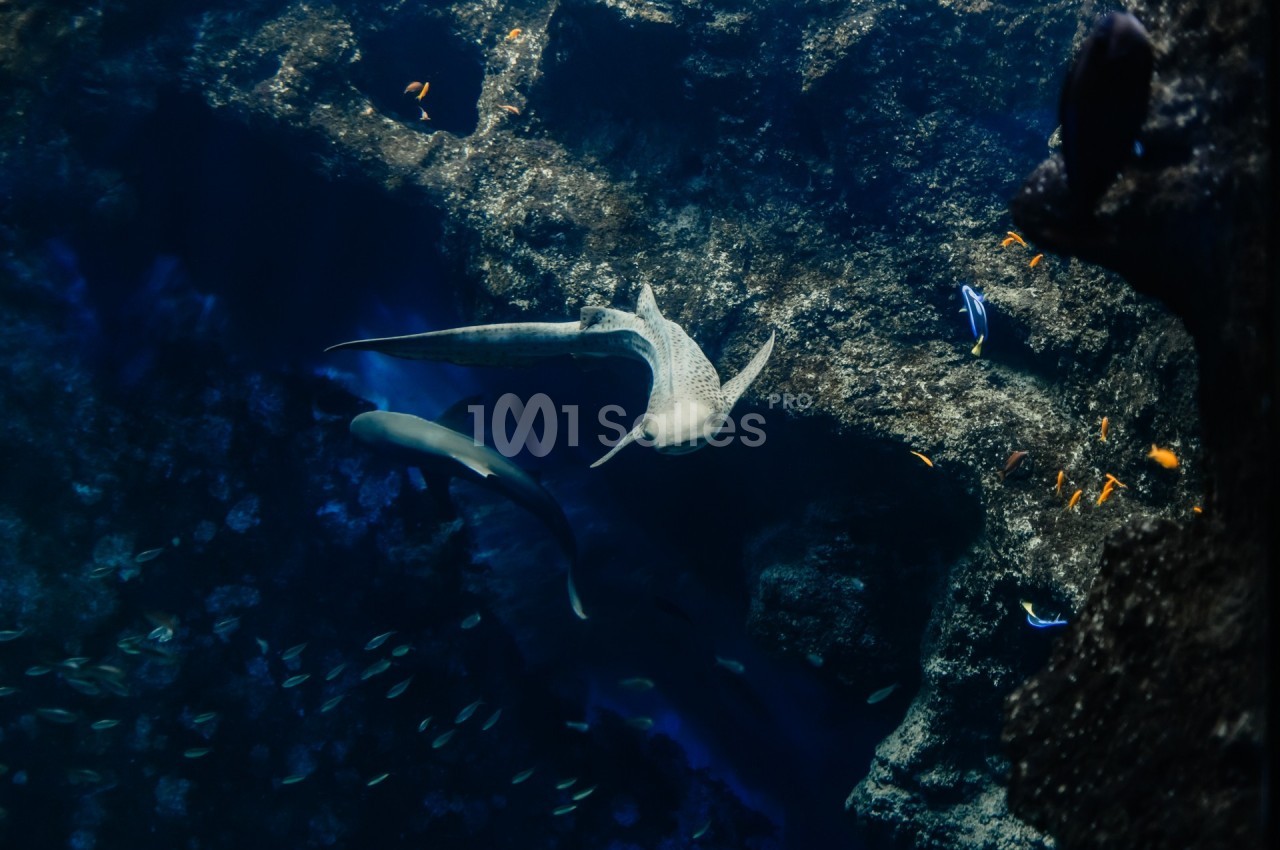 Requins nageant dans un aquarium sombre entourés de petits poissons colorés et de rochers.