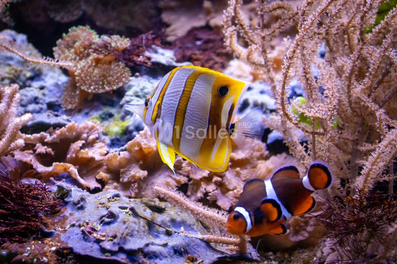 Deux poissons tropicaux colorés nageant parmi des coraux et des algues dans un aquarium.