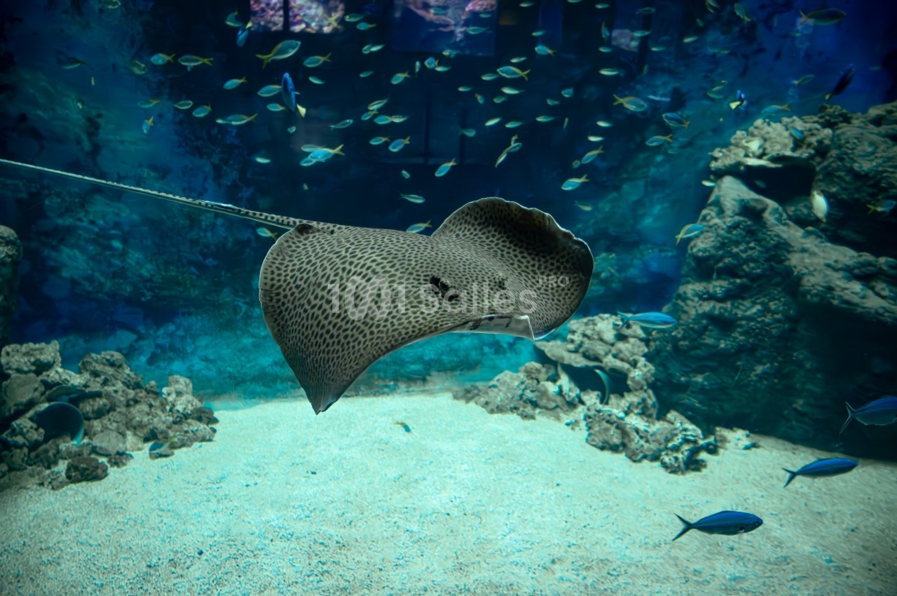 Raie nageant dans un aquarium, entourée de petits poissons et de rochers au fond sablonneux.