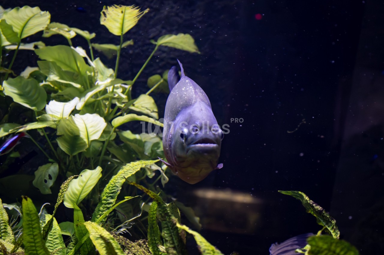 Poisson nageant devant des plantes aquatiques dans un aquarium sombre.
