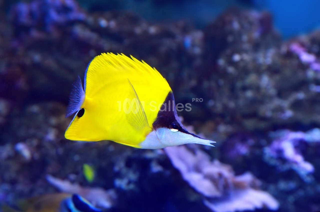 Poisson jaune vif avec un museau allongé nageant devant un fond marin flou.