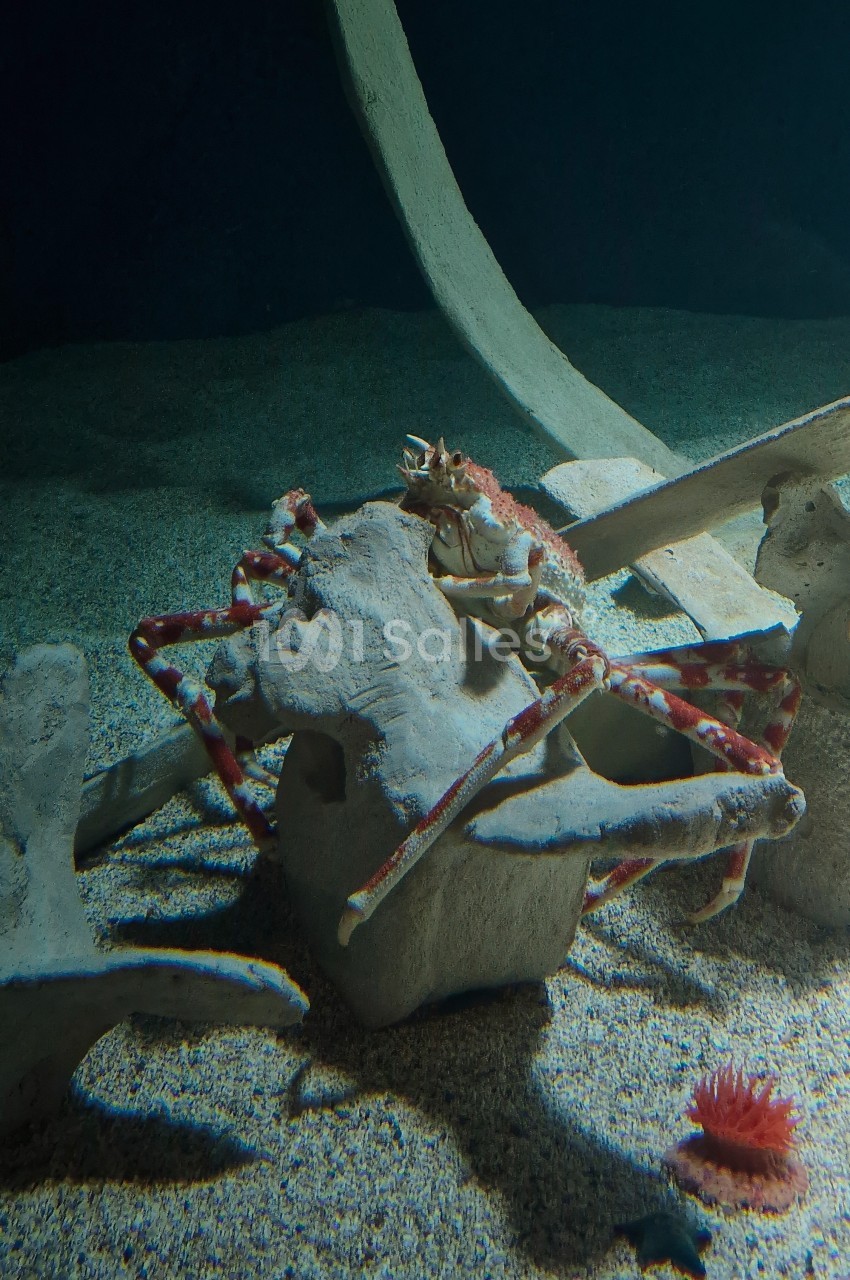 Crabe posé sur un squelette d'animal marin au fond sablonneux d'un aquarium sombre.
