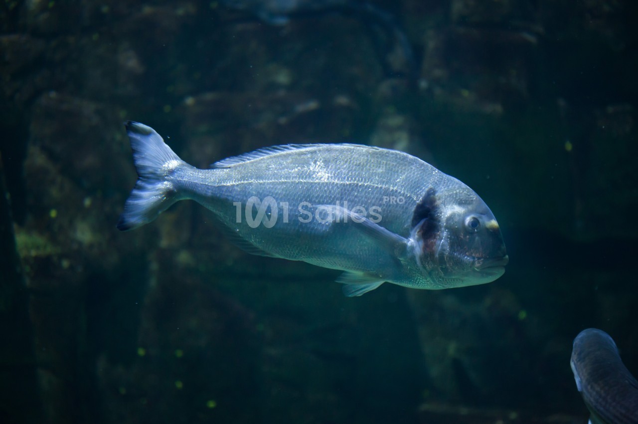 Poisson argenté nageant dans un aquarium sombre avec un fond rocheux visible.