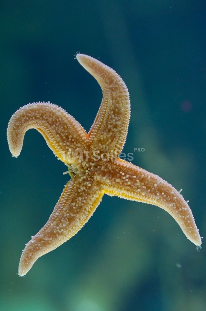 Étoile de mer orange avec une texture rugueuse, flottant dans un environnement aquatique bleu-vert.