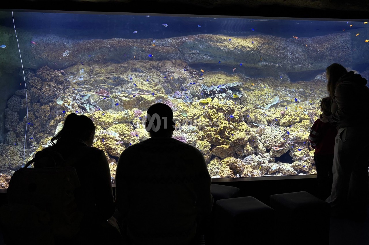 Des visiteurs observent un grand aquarium éclairé, rempli de coraux et de petits poissons colorés.