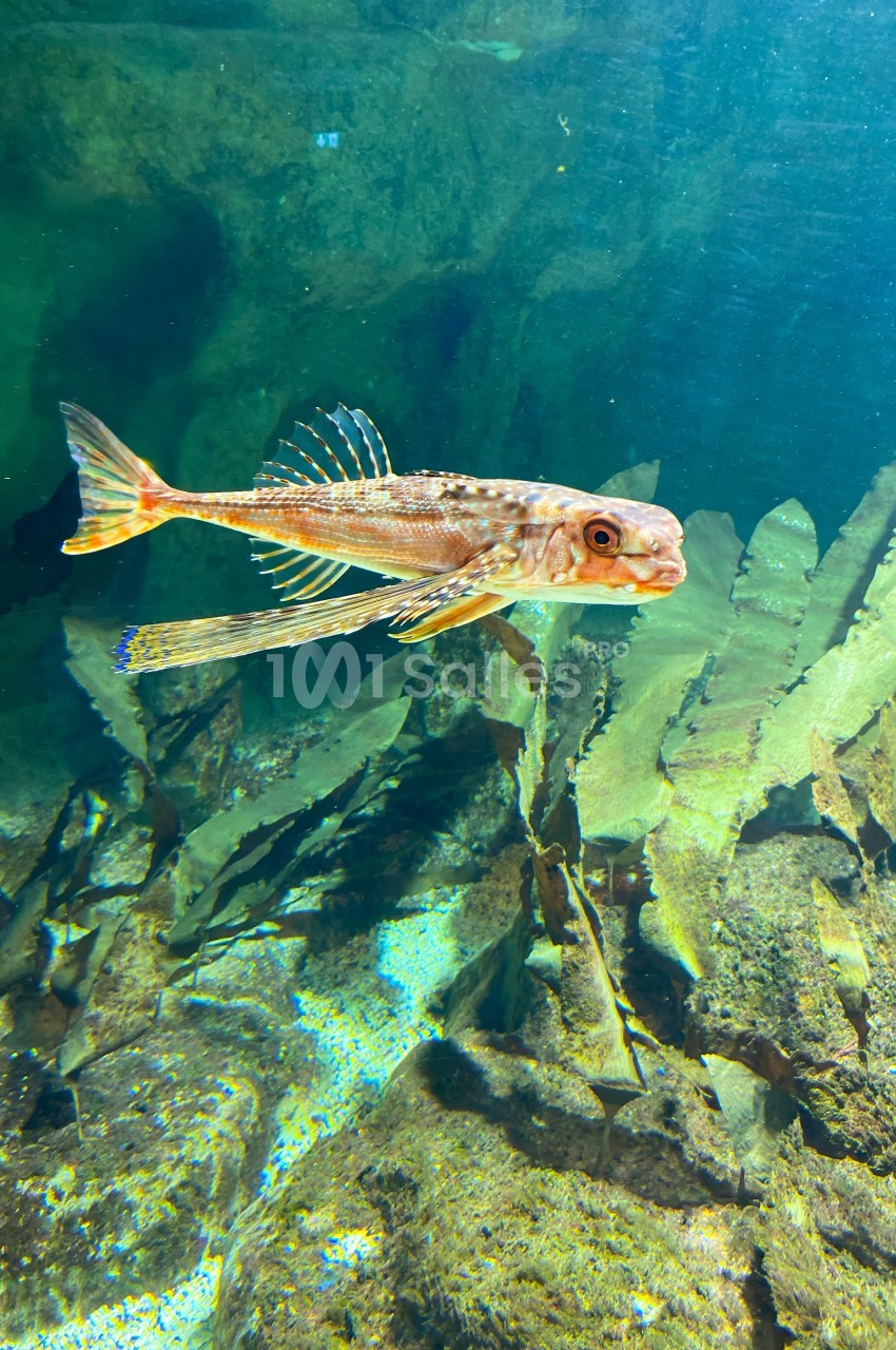 Poisson nageant près de plantes aquatiques dans un environnement sous-marin éclairé.