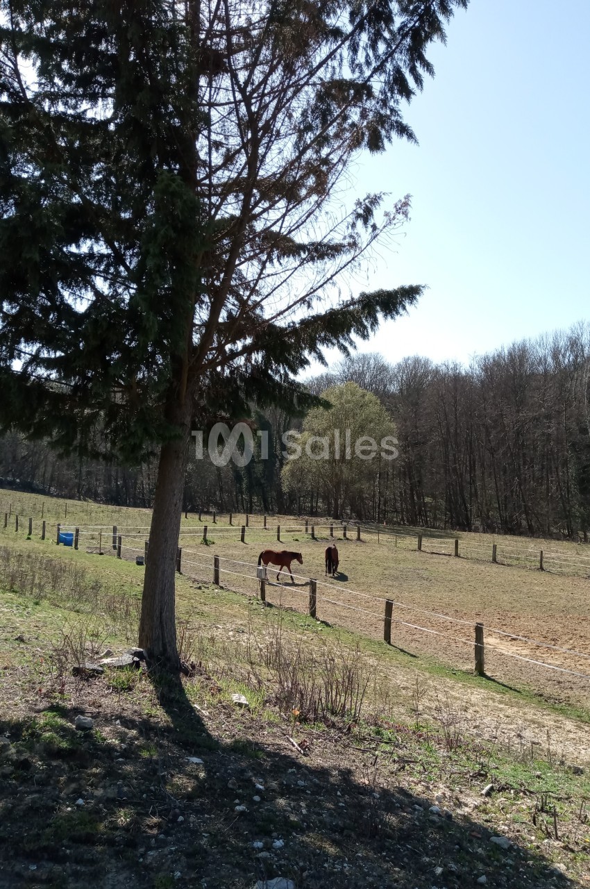 Chevaux broutant dans un pré clôturé, entouré d'arbres et d'une forêt en arrière-plan sous un ciel dégagé.