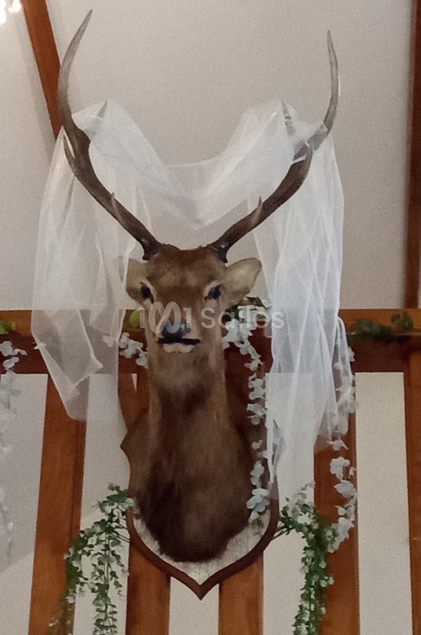 Trophée de cerf monté sur un mur en bois, décoré d'un voile blanc et de guirlandes végétales.