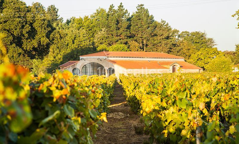 Bâtiment en pierre avec toit en tuiles rouges entouré de vignes verdoyantes sous un ciel clair.