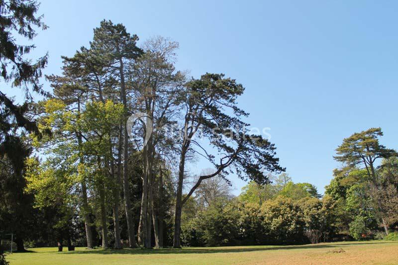 Un groupe d'arbres hauts entouré de pelouse sous un ciel bleu clair.