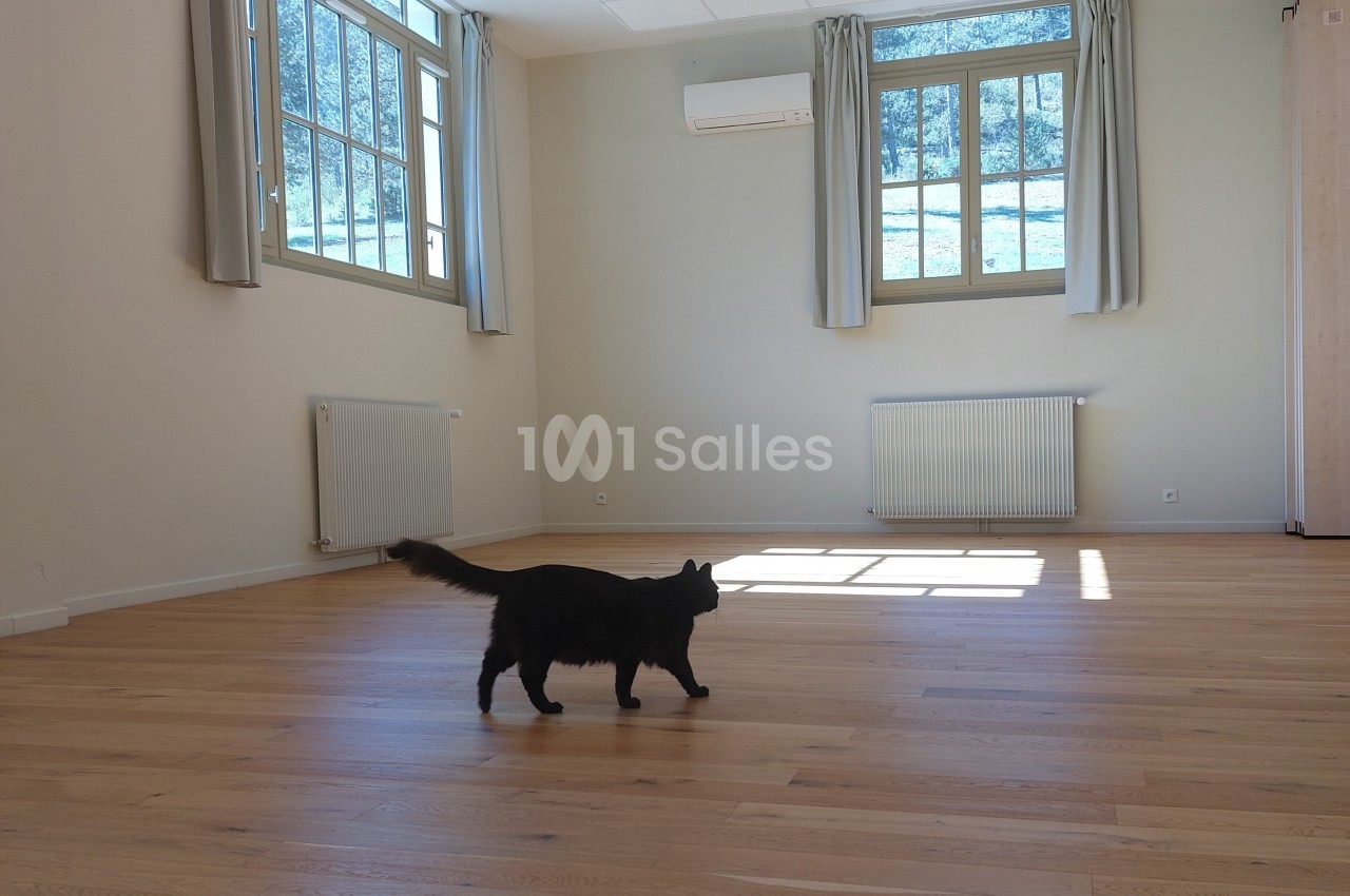 Un chat noir marche sur un parquet clair dans une pièce lumineuse avec de grandes fenêtres et des rideaux gris.