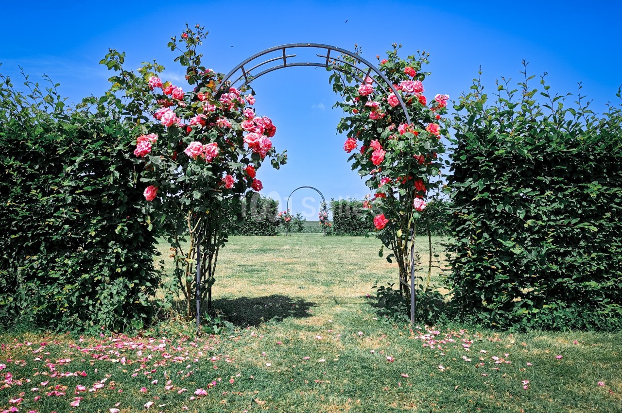 Arche métallique ornée de rosiers en fleurs dans un jardin verdoyant sous un ciel bleu.